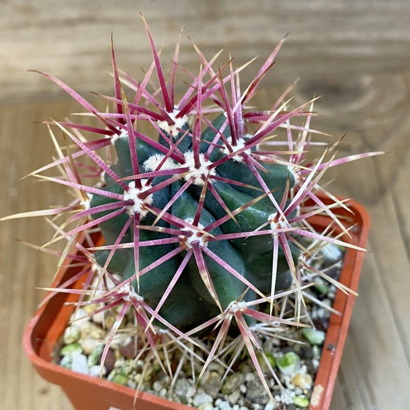 DP28106 Ferocactus gracilis