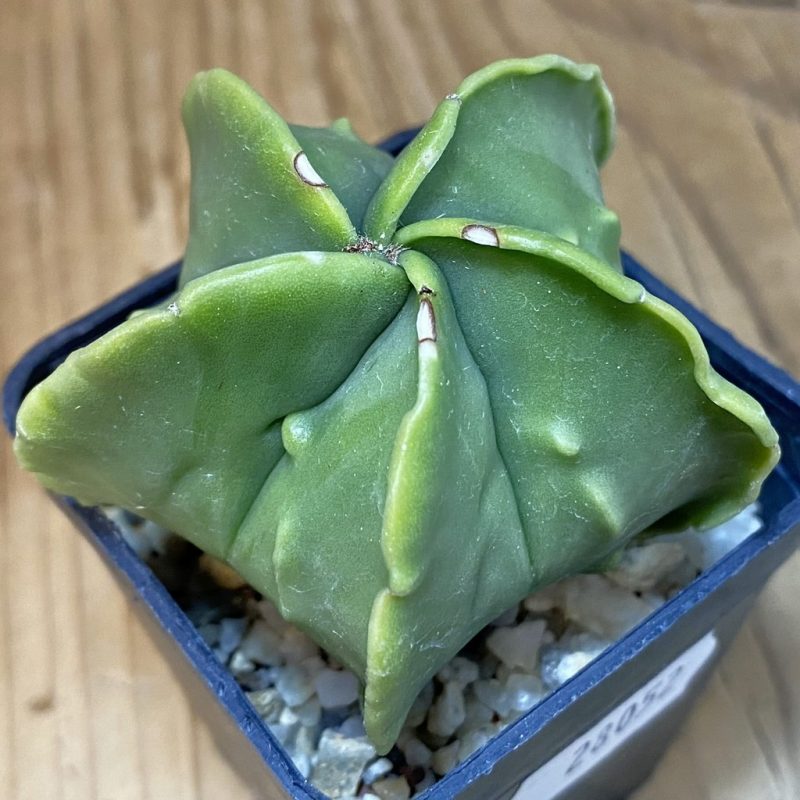 DP28052 Astrophytum myriostigma ‘Fukuryu’ f. nudum