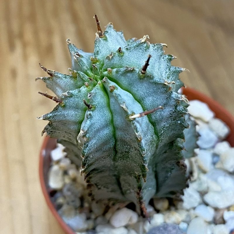 DP28108 Euphorbia horrida hybrid