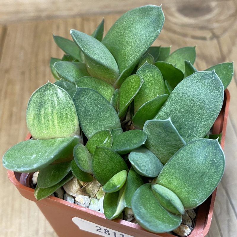 DP28110 Gasteria glomerata f. variegata hybrid