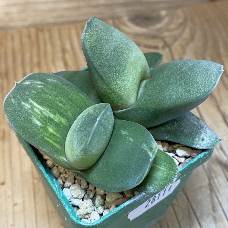 DP28111 Gasteria glomerata f. variegata hybrid