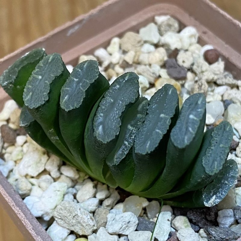 DP28112 Haworthia truncata