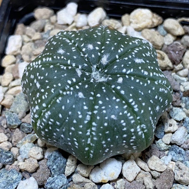 DP28058 Astrophytum asterias ‘Star Shape’