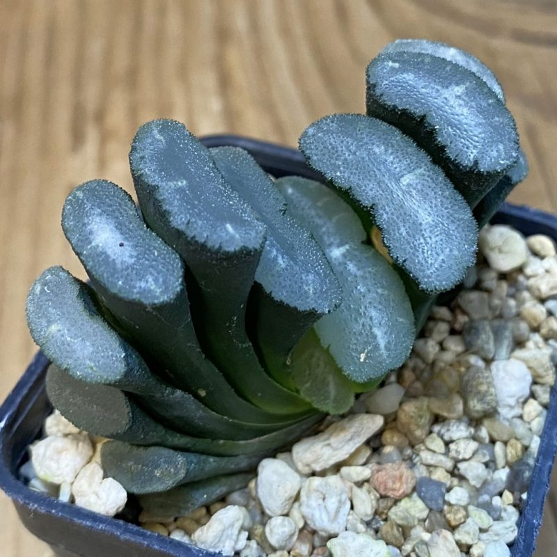DP28114 Haworthia truncata -Japan-