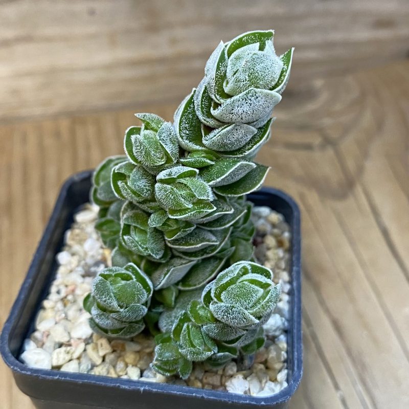 DP28119 Crassula 'Ivory Pagoda'