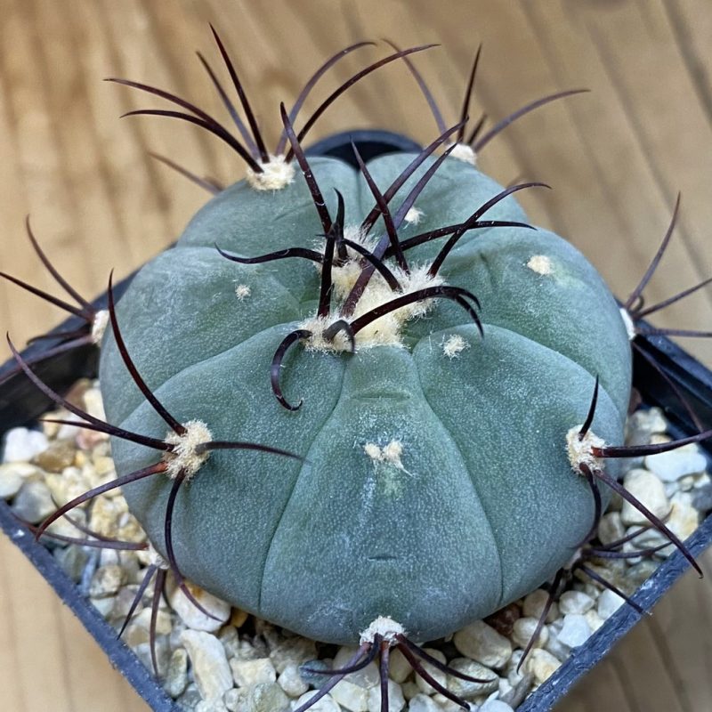 DP28060 Gymnocalycium cabreraense VOS 2122