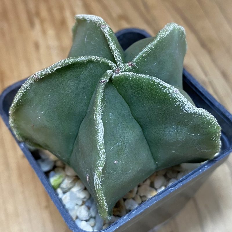 DP28053 Astrophytum myriostigma ‘Fukuryu’ f. nudum