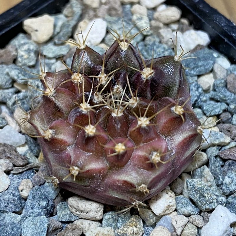 DP28068 Gymnocalycium mihanovichii ‘Neon’ hybrid