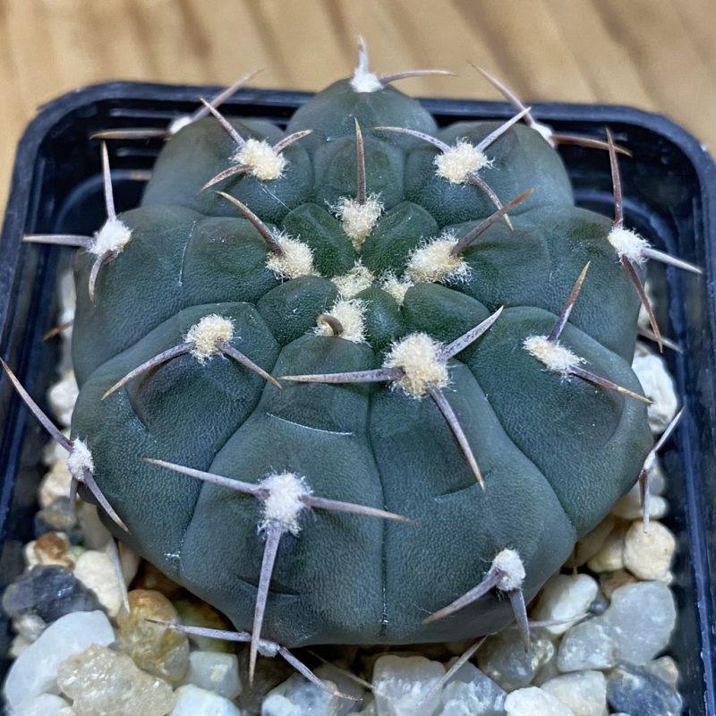 DP28069 Gymnocalycium vatteri