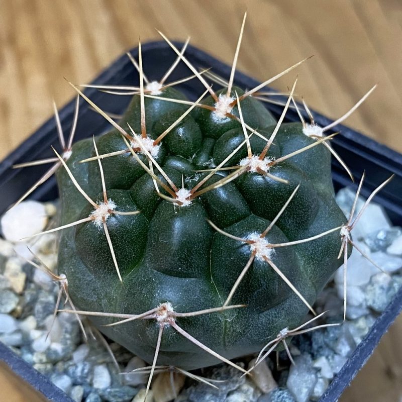 DP28071 Gymnocalycium gibbosum JPR 26/65