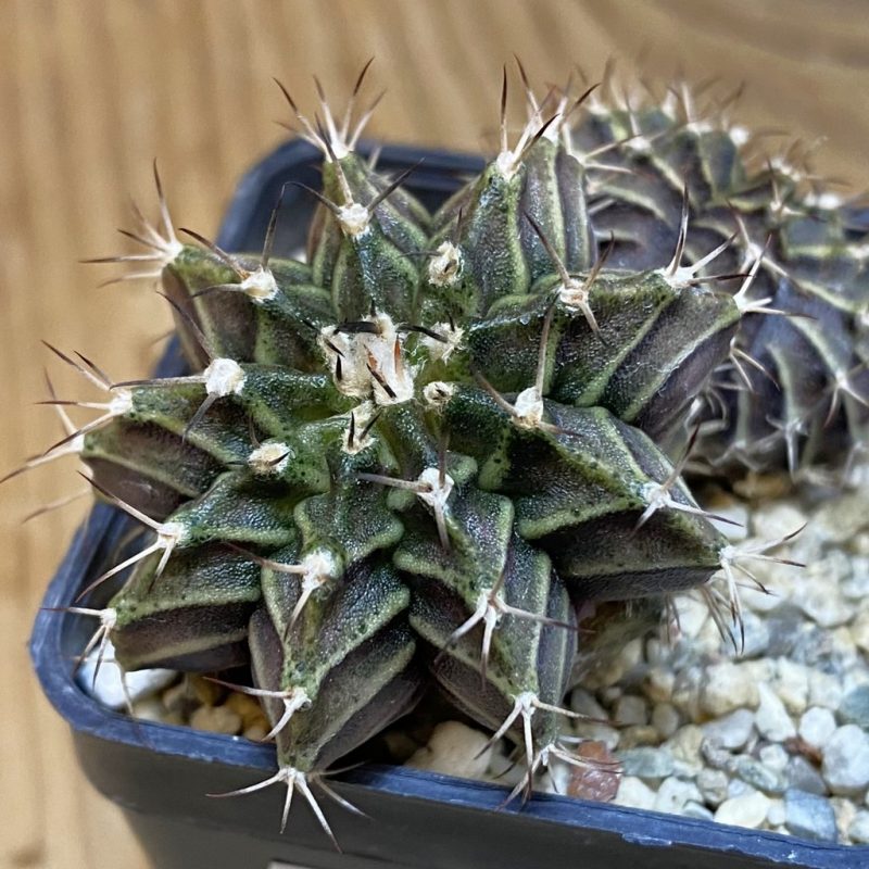 DP28072 Gymnocalycium friedrichii , 2 heard