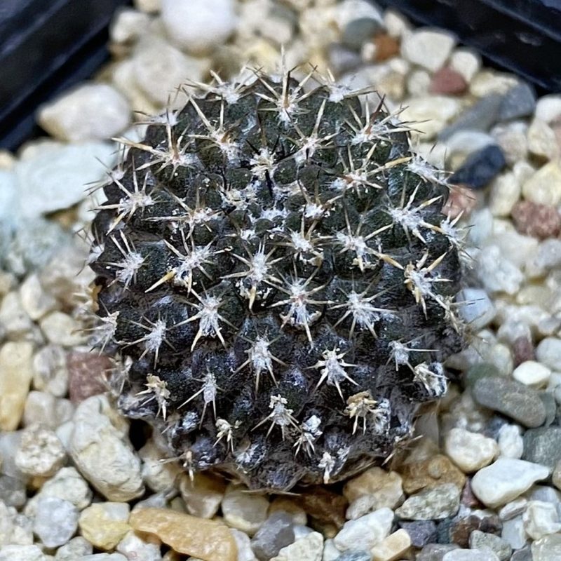 DP28076 Eriosyce heinrichiana