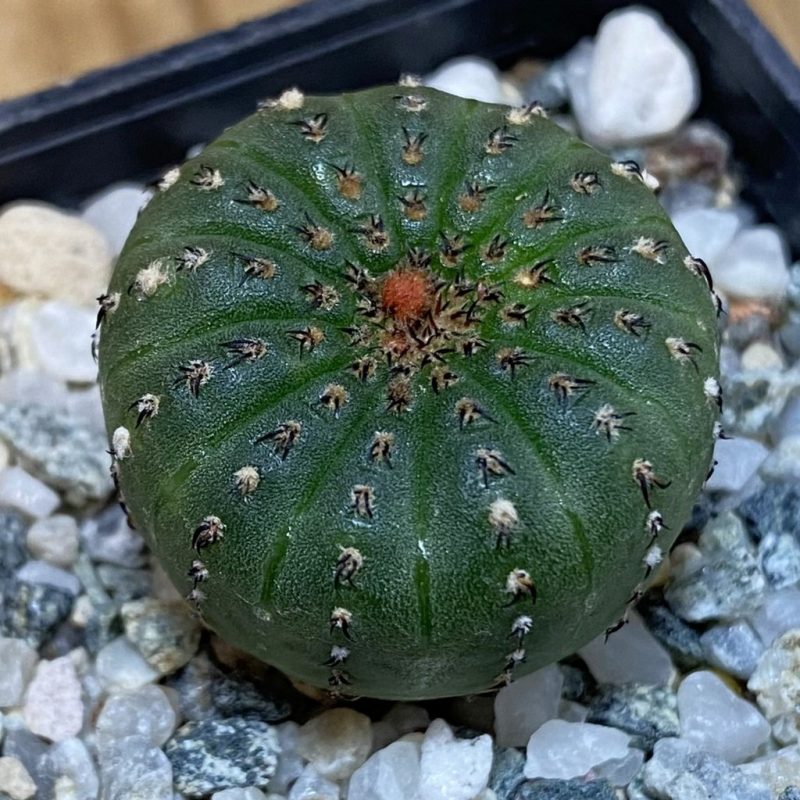 DP28077 Frailea castanea