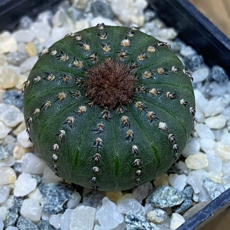 DP28078 Frailea castanea