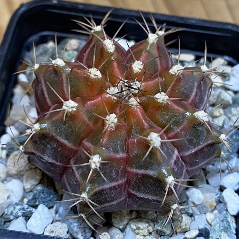 SH21187 Gymnocalycium mihanovichii ‘Neon’ hybrid