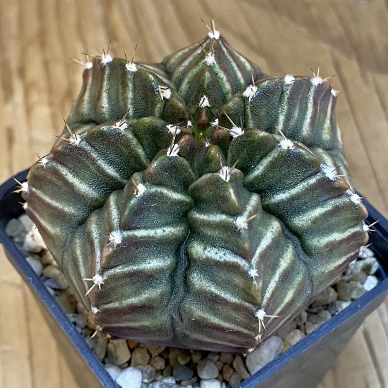 SH7330 Gymnocalycium mihanovichii ‘Nana’ x ‘Day Dream’, seedling