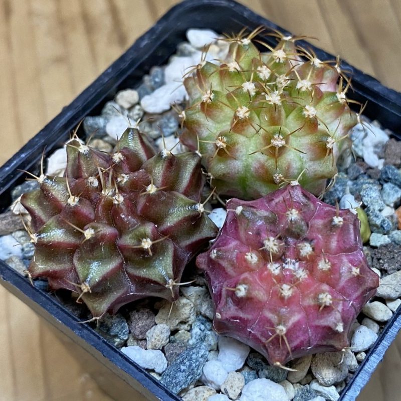 SH24263 Gymnocalycium mihanovichii ‘Neon’ hybrid, seedling mix , 3 plants