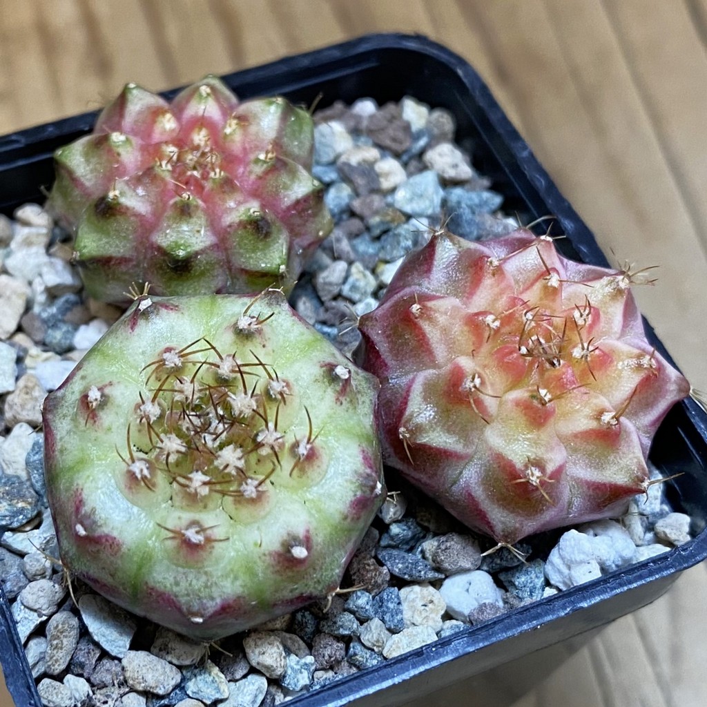 SH24536 Gymnocalycium mihanovichii ‘Neon’ hybrid, seedling mix , 3 plants