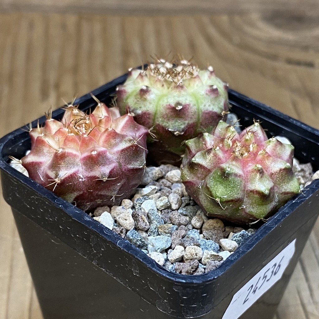 SH24536 Gymnocalycium mihanovichii ‘Neon’ hybrid, seedling mix , 3 plants - Image 2