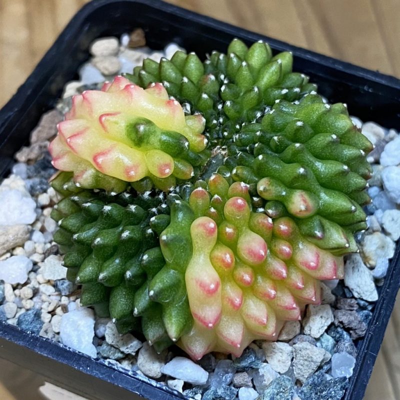 SH20837 Gymnocalycium mihanovichii ‘inermis’ f. variegata