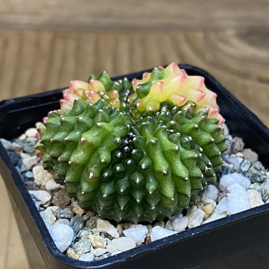 SH20837 Gymnocalycium mihanovichii ‘inermis’ f. variegata - Image 2