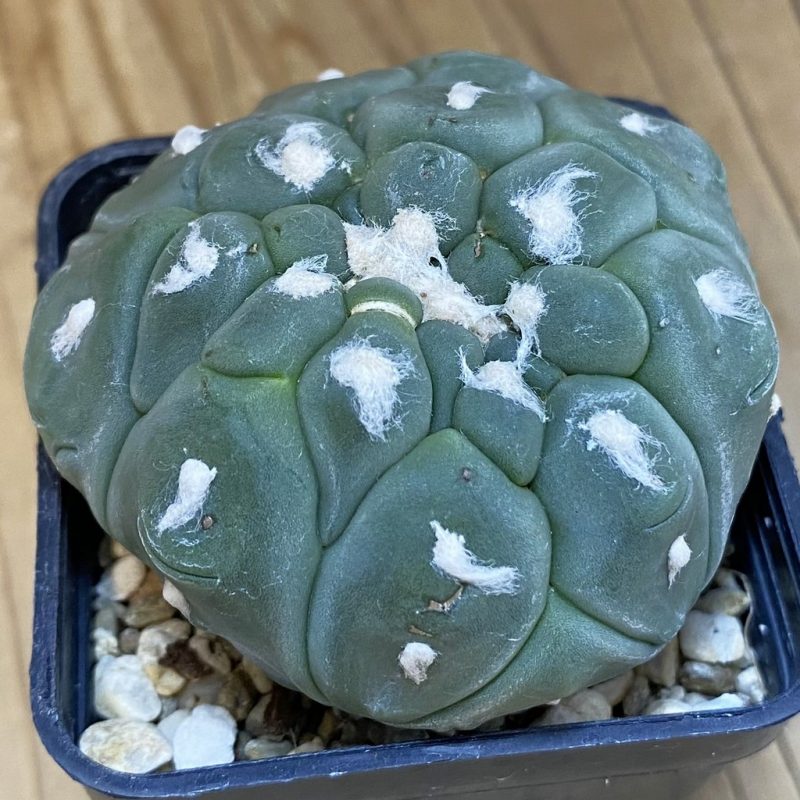 SH4672 Astrophytum asterias ‘Kikko Lizard Skin’