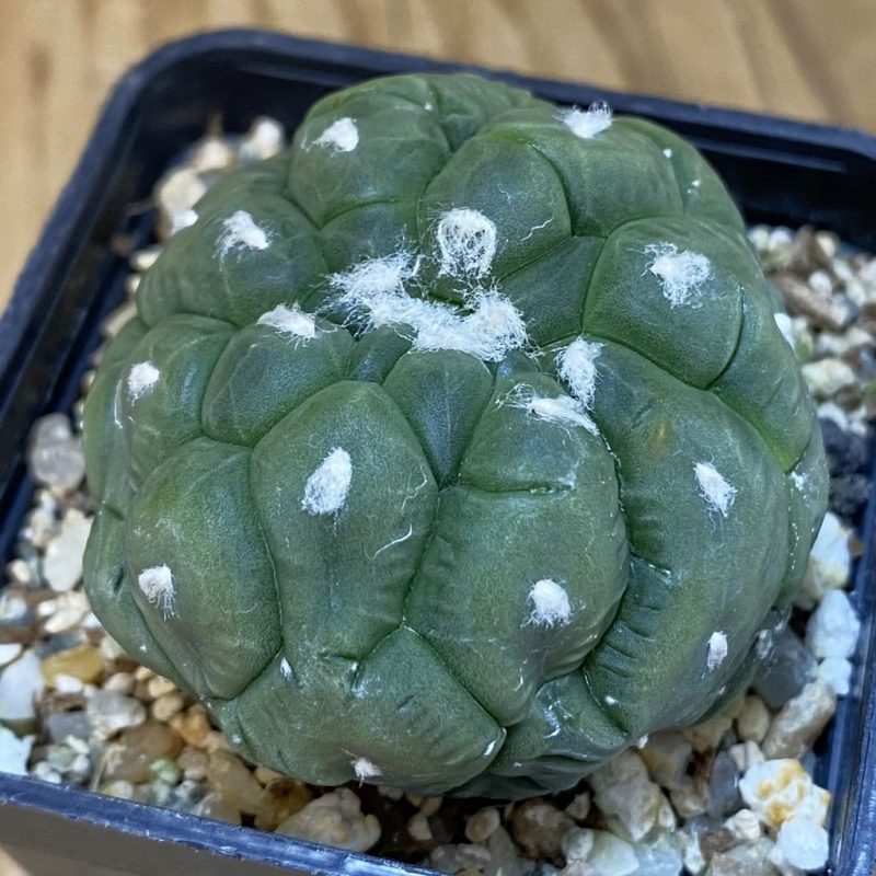 SH10086 Astrophytum asterias ‘Kikko Lizart Skin’