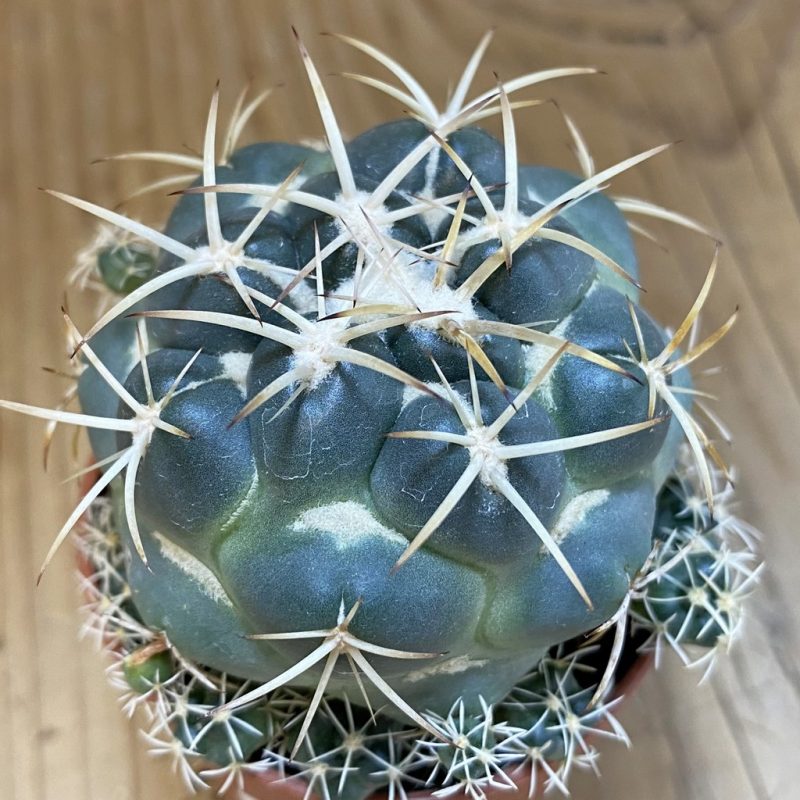 SH16188 Coryphantha bumamma