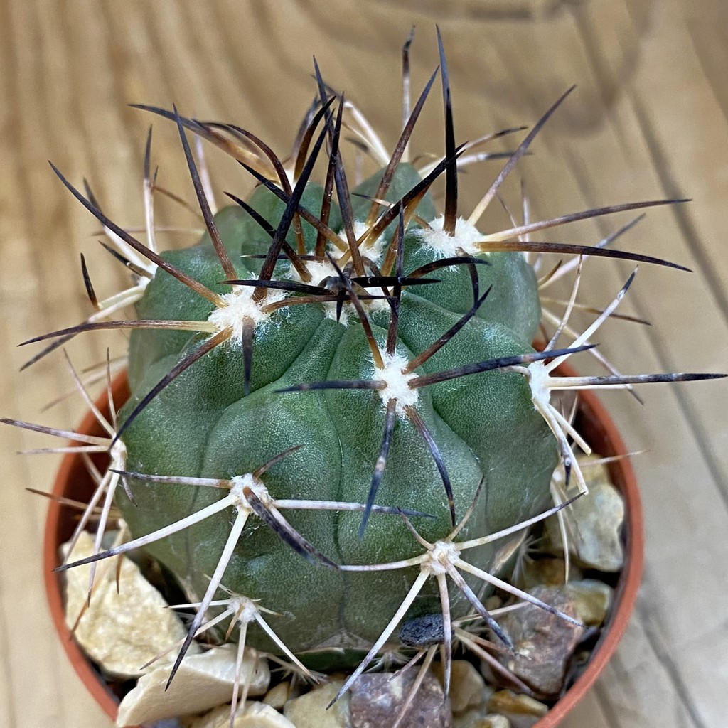 SH5186 Copiapoa coquimbana v. alticostata GCG 15005 B , grafted