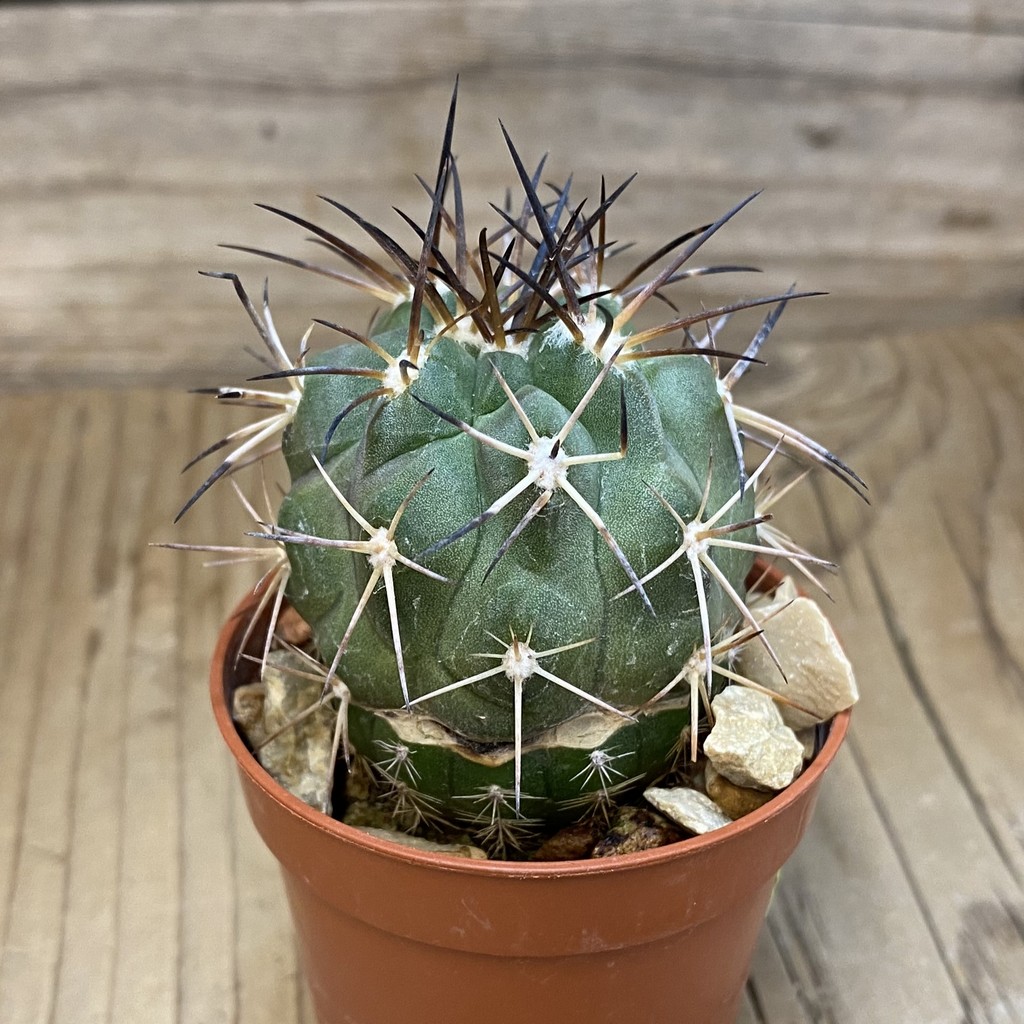 SH5186 Copiapoa coquimbana v. alticostata GCG 15005 B , grafted - Image 2