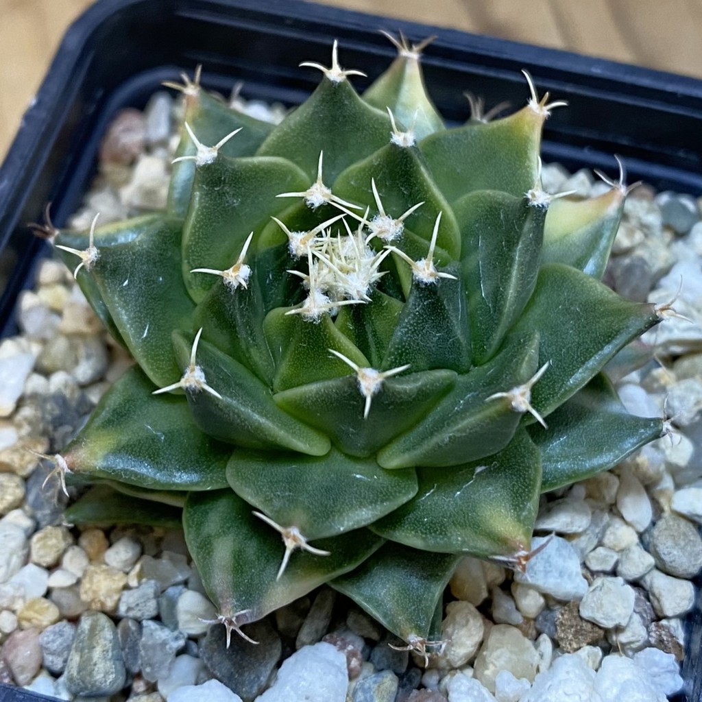 SH3236 Obregonia denegrii f. variegata