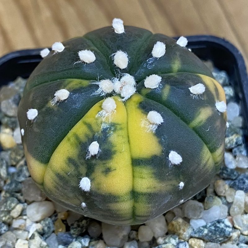 SH10422 Astrophytum asterias ‘Red Purple Skin’ f. variegata