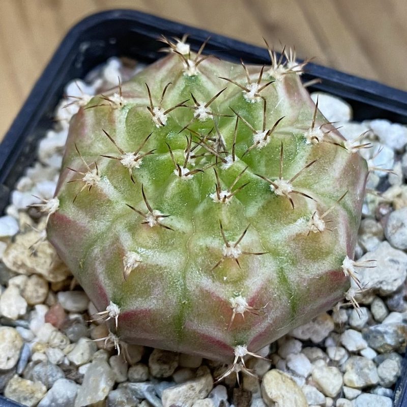 SH11421 Gymnocalycium mihanovichii ‘Neon’ hybrid, seedling