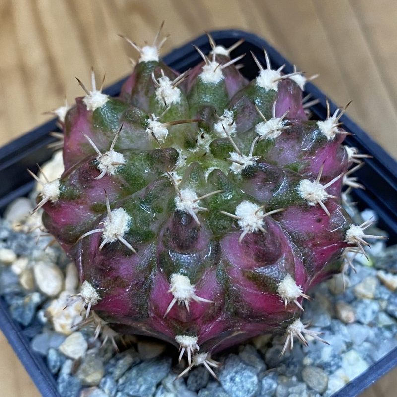 SH11296 Gymnocalycium mihanovichii 'T-Lux', seedling