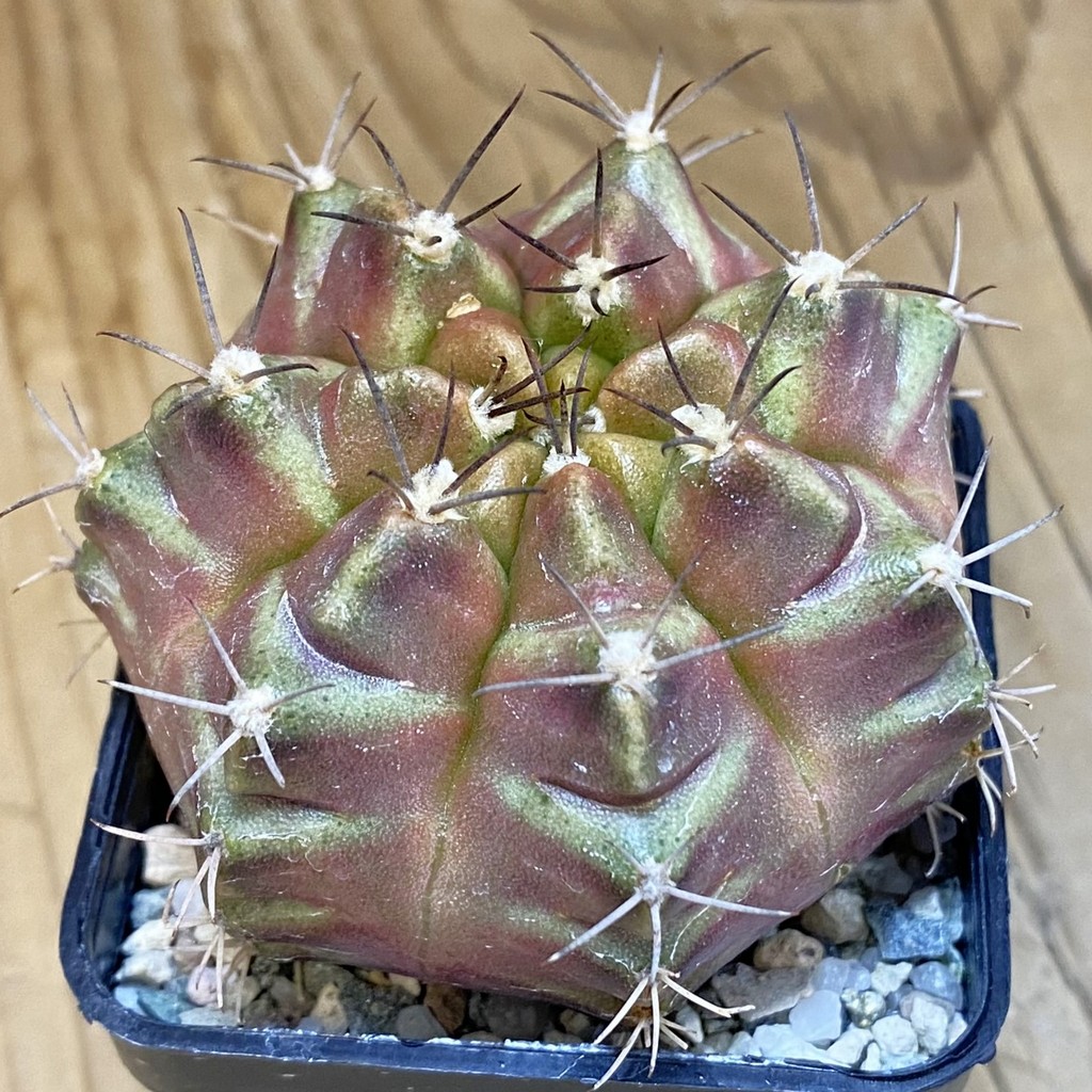 SH19835 Gymnocalycium mihanovichii 'Purple Nebula'