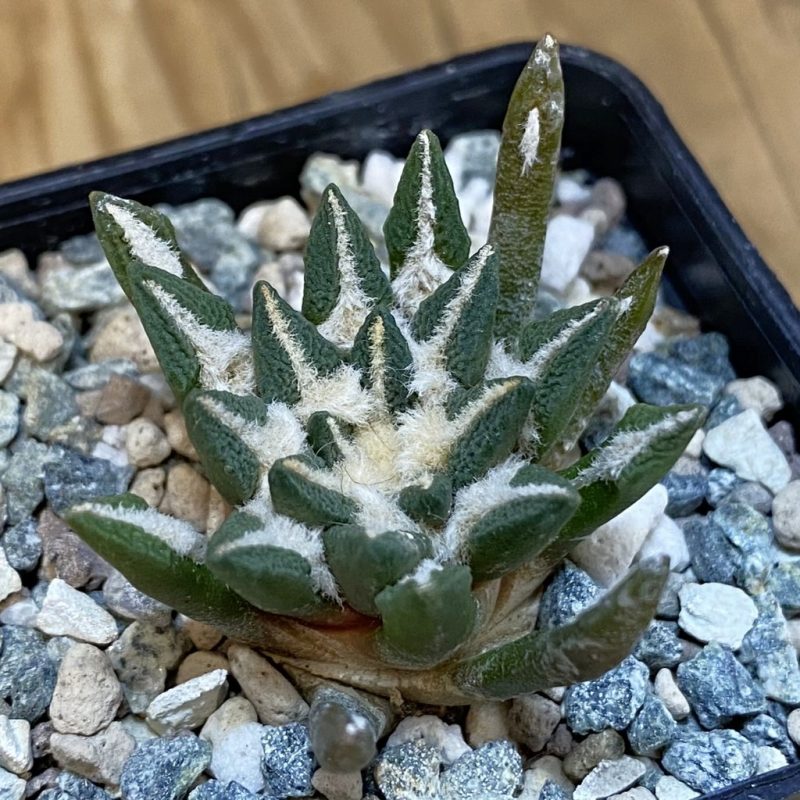 SH24096 Ariocarpus kotschoubeyanus hybrid, own roots