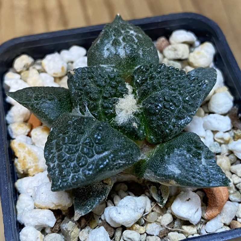 SH4995 Ariocarpus fissuratus ‘Godzilla’ hybrid, seedling