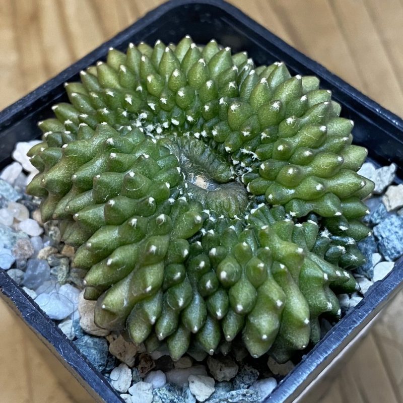 SH21470 Gymnocalycium mihanovichii ‘inermis’