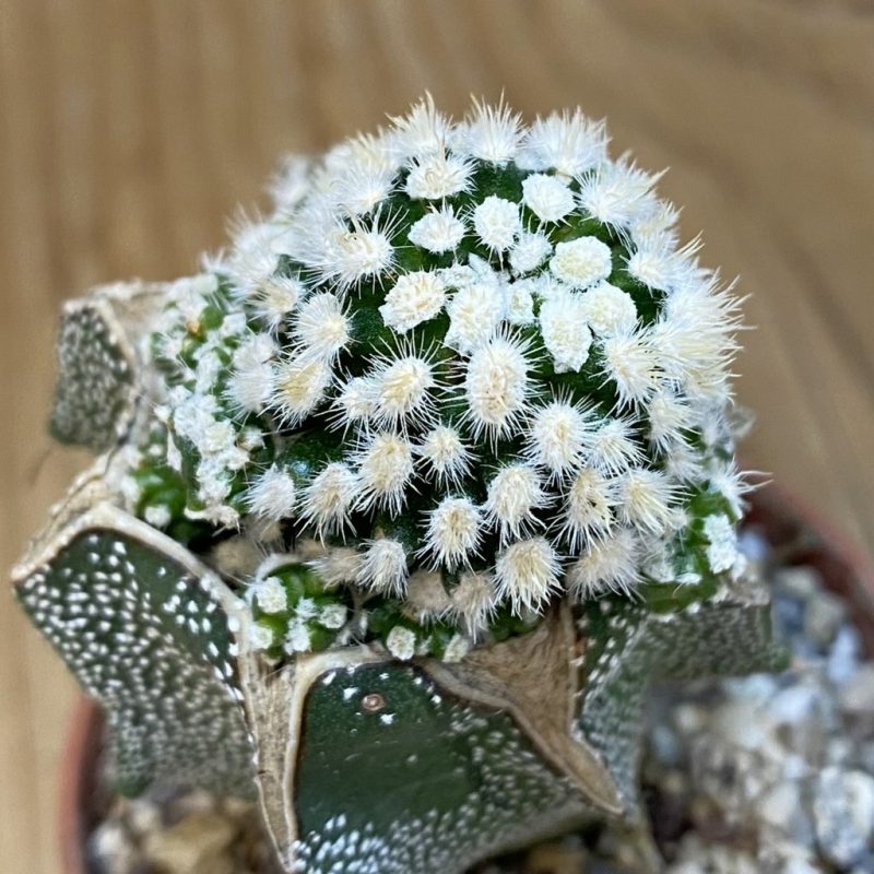 SHP18684 Mammillaria duwei f. monstrosa, grafted