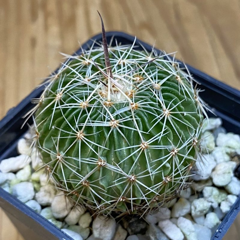 SH22082 Echinofossulocactus multicostatus SB 1147
