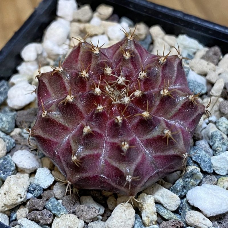 SH23794 Gymnocalycium mihanovichii 'Neon' hybrid
