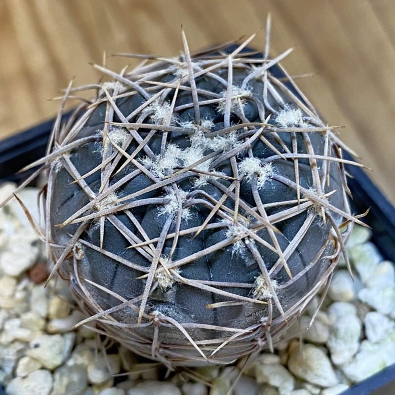SH15165 Gymnocalycium borthii ssp. nogolense VG 411