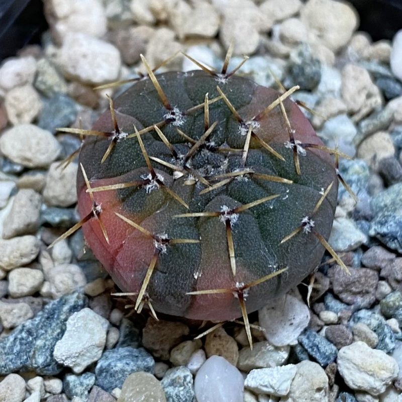 SH23902 Gymnocalycium ochoterenae f. variegata
