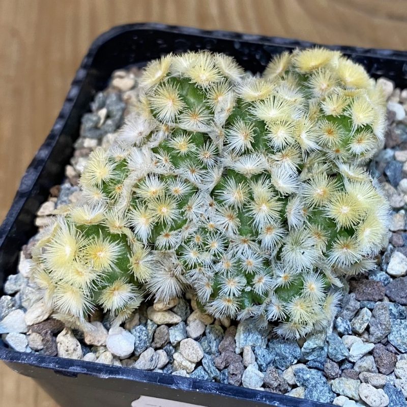 SH25296 Mammillaria carmenae ‘Buddha’ hybrid