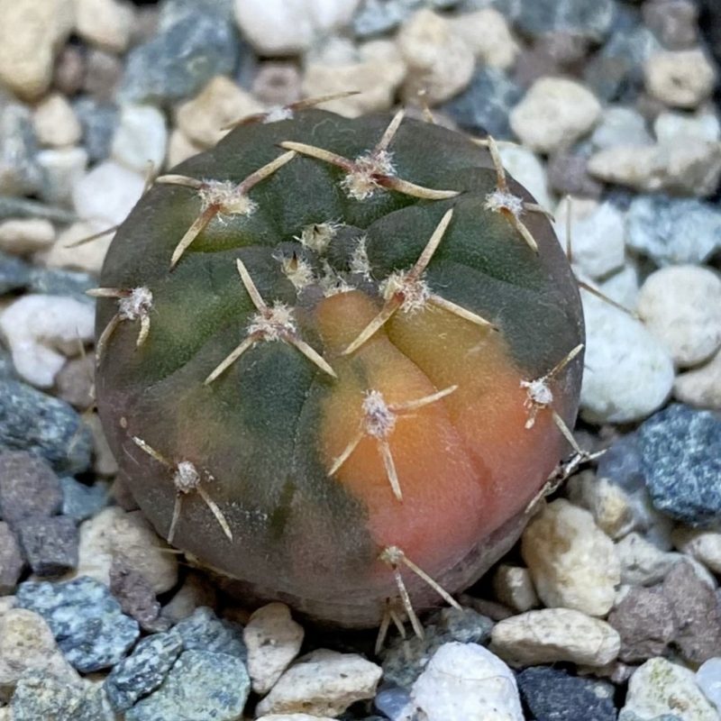 SH23901 Gymnocalycium ochoterenae f. variegata