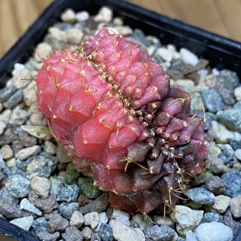 SH23616 Gymnocalycium mihanovichii variegata f. cristata