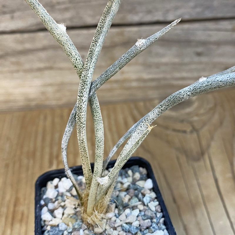 SH24047 Astrophytum caput-medusae