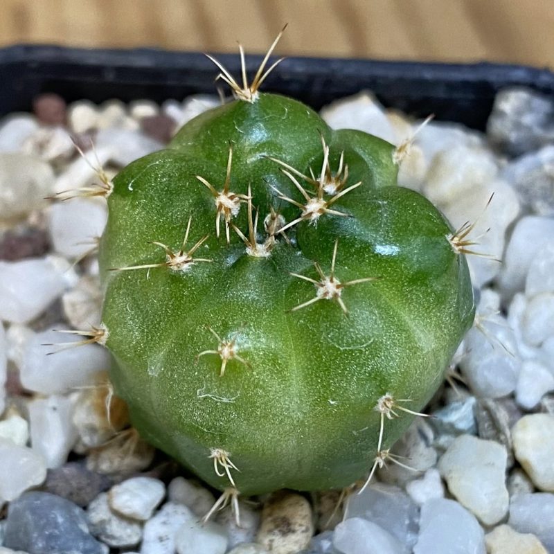 SH28189 Gymnocalycium mihanovichii ‘Green Marble’