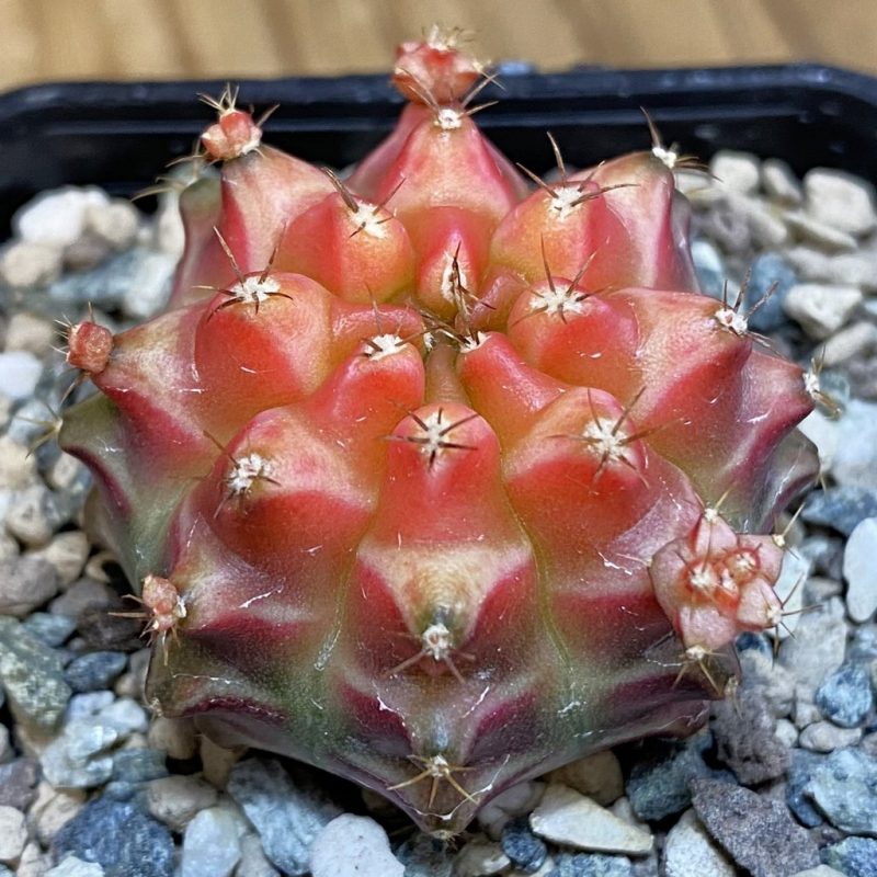 SH23617 Gymnocalycium mihanovichii 'Pinkie Pie'