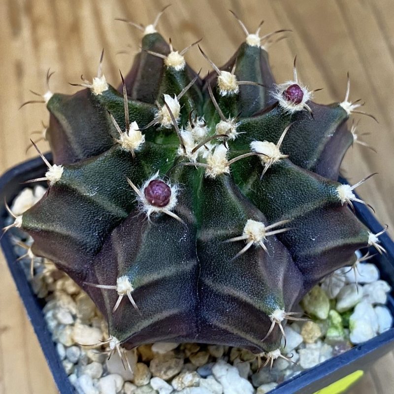 SH7124 Gymnocalycium mihanovichii 'Hibotan'
